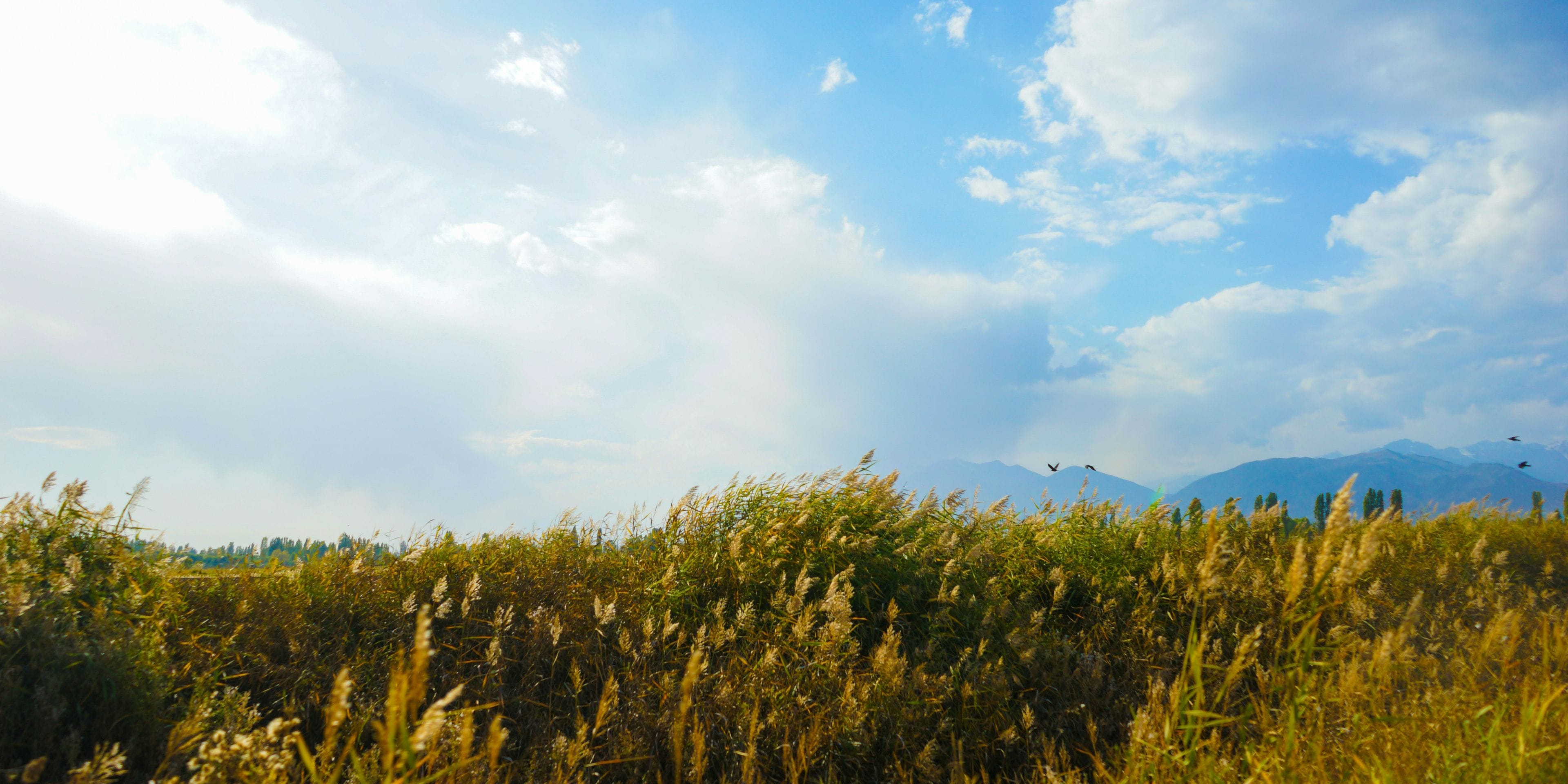 Tall golden reeds in late light under a wide sky of blue and cloud, a hazy mountain range on the horizon behind them