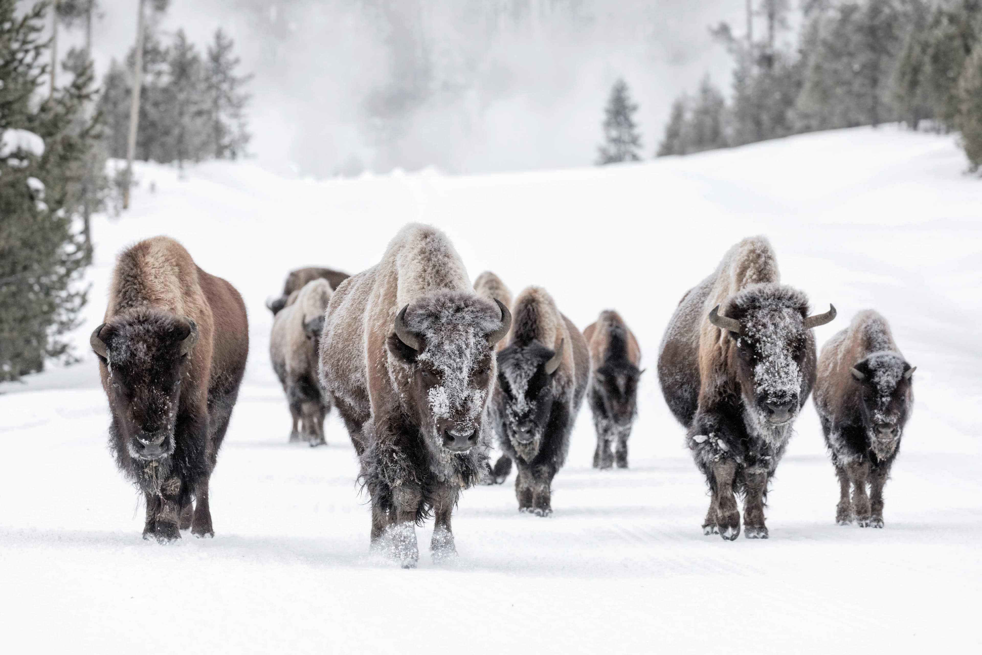 a family of American bison faces cold weather and wind, taking the storm head on.