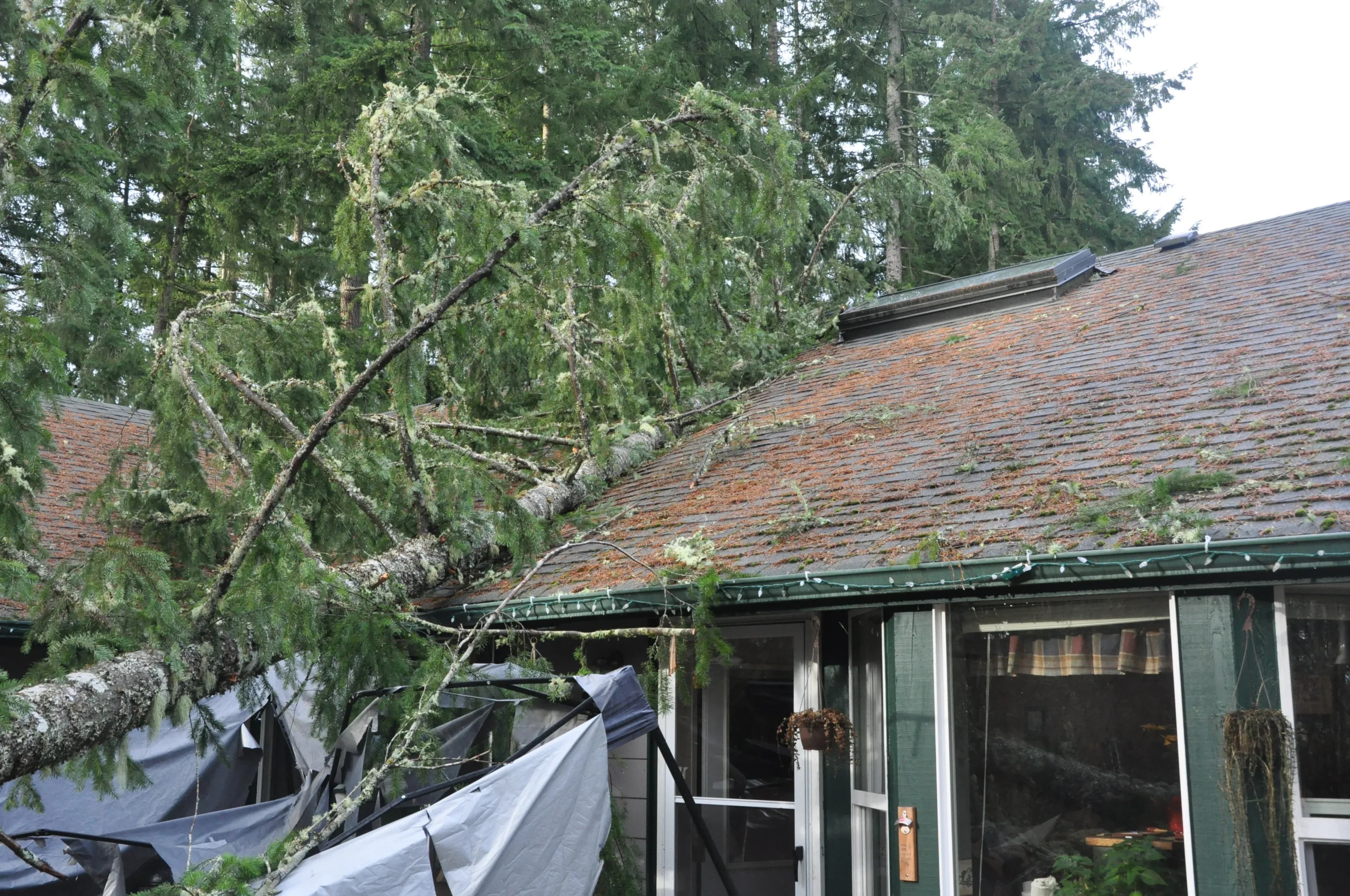 A wind storm damaged house has been hit by a tree and is missing shingles.
