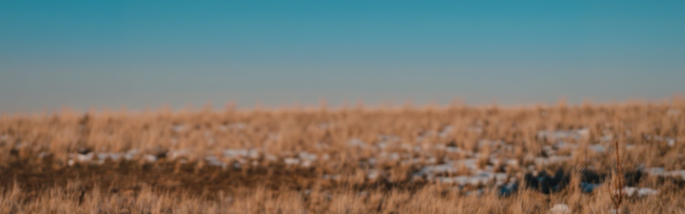 A winter prairie, grass and lying snow out of focus under a clear sky