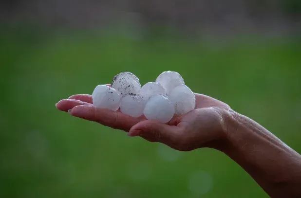 A person's hand holding several golf-ball-sized hailstones.
