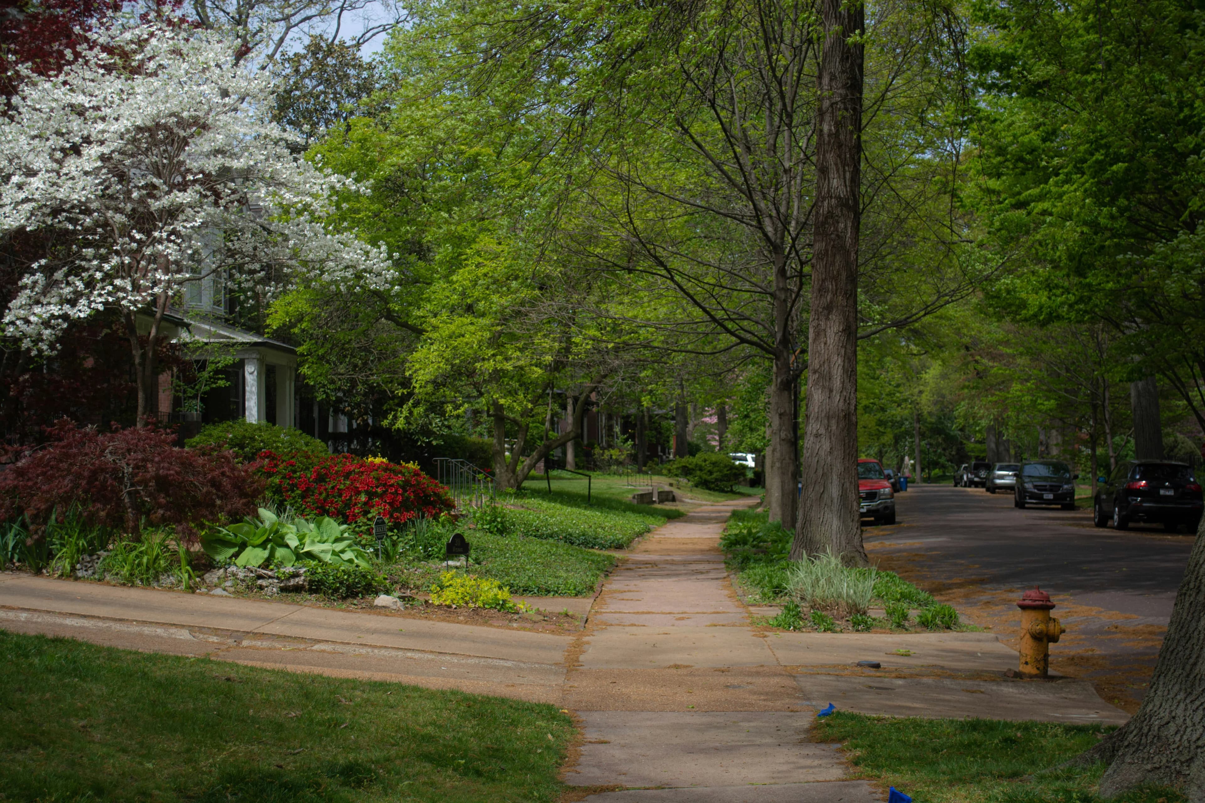 A tree-lined residential street in Missouri, lined with houses.